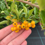 Hlohyňa šarlátová (Pyracantha) ´GOLDEN CHARMER´ - výška 50-70 cm, kont. C3L